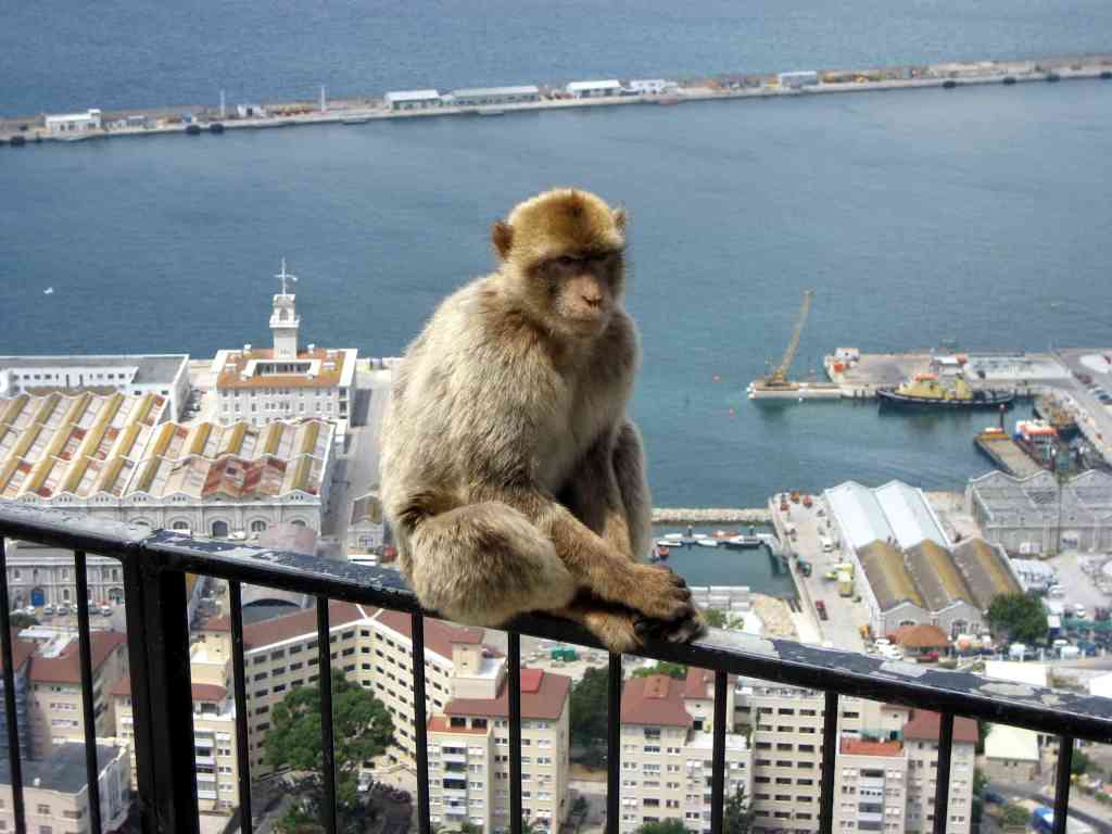 Barbary Macaque, Gibraltar. CC 2.0 photo by David Stanley.