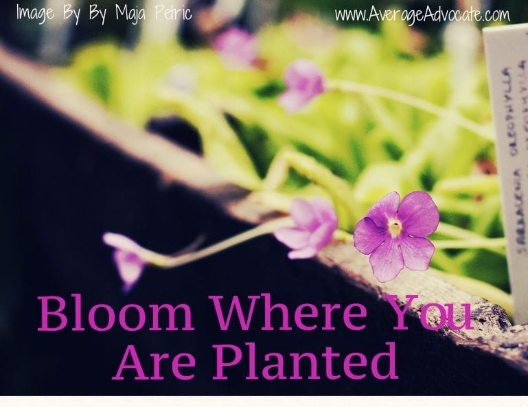 Bloom Where You Are Planted www.AverageAdvocate.com
