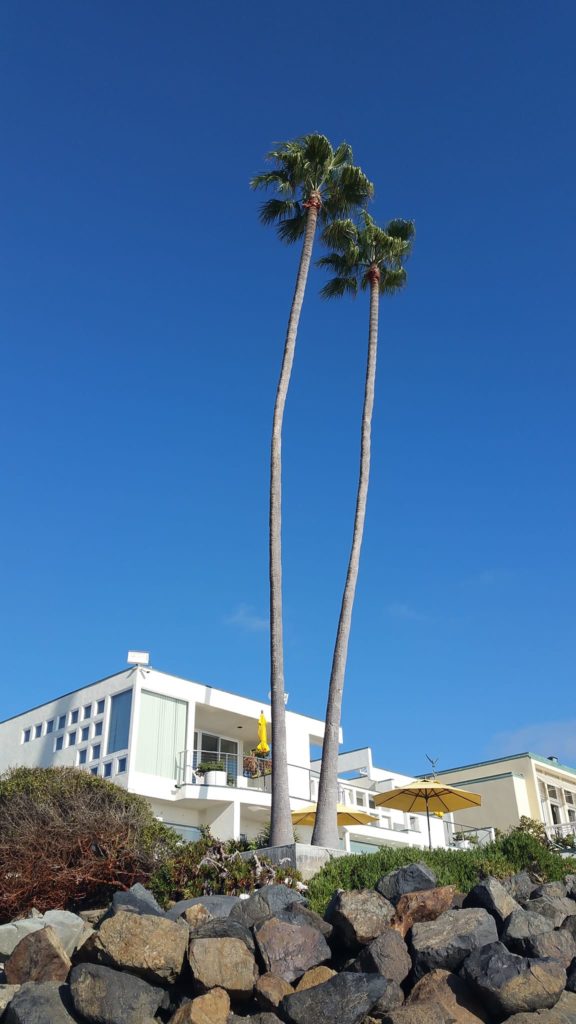 San Diego Palm trees