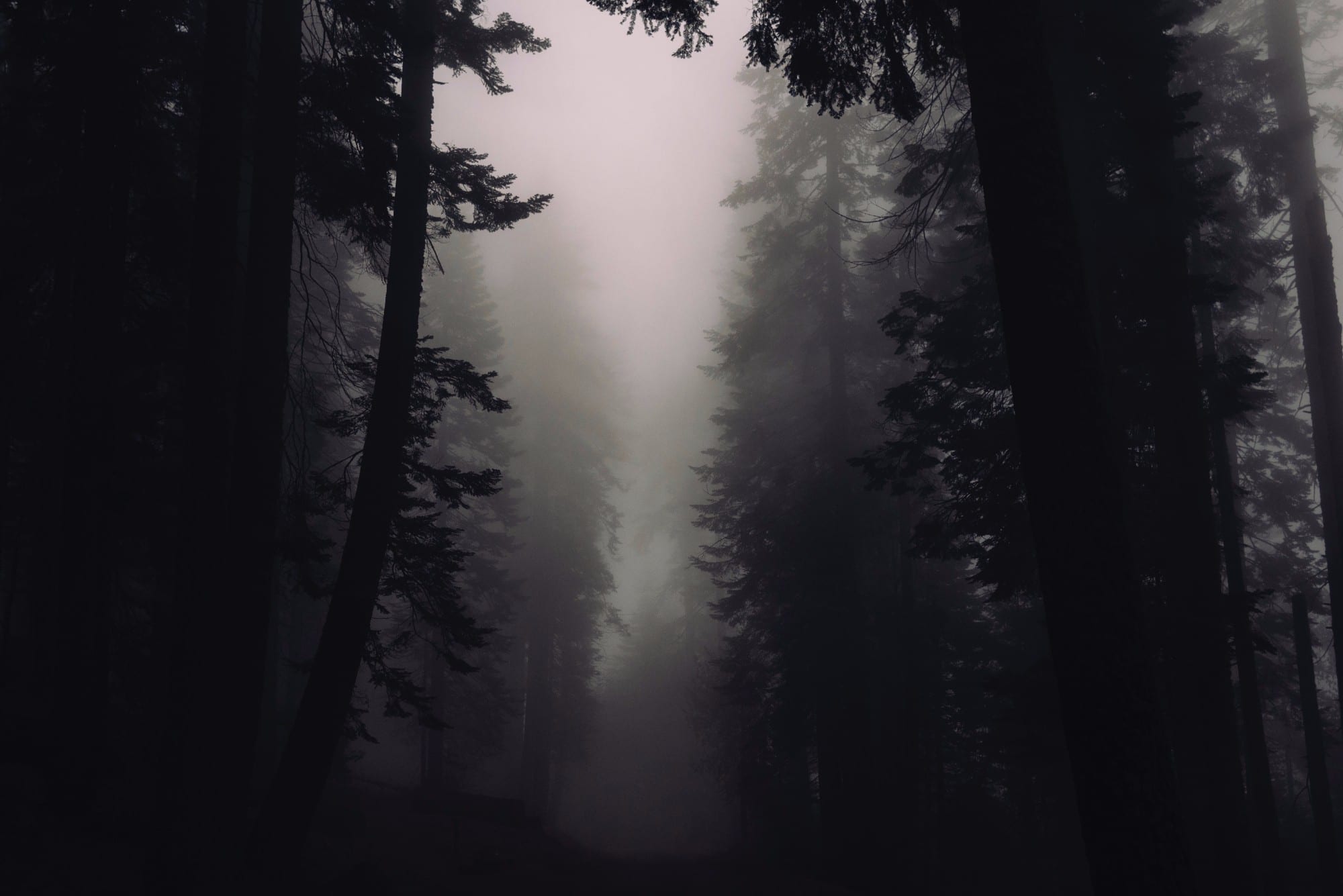 The Hoax of Big Trees (and Believing in Big Purpose)