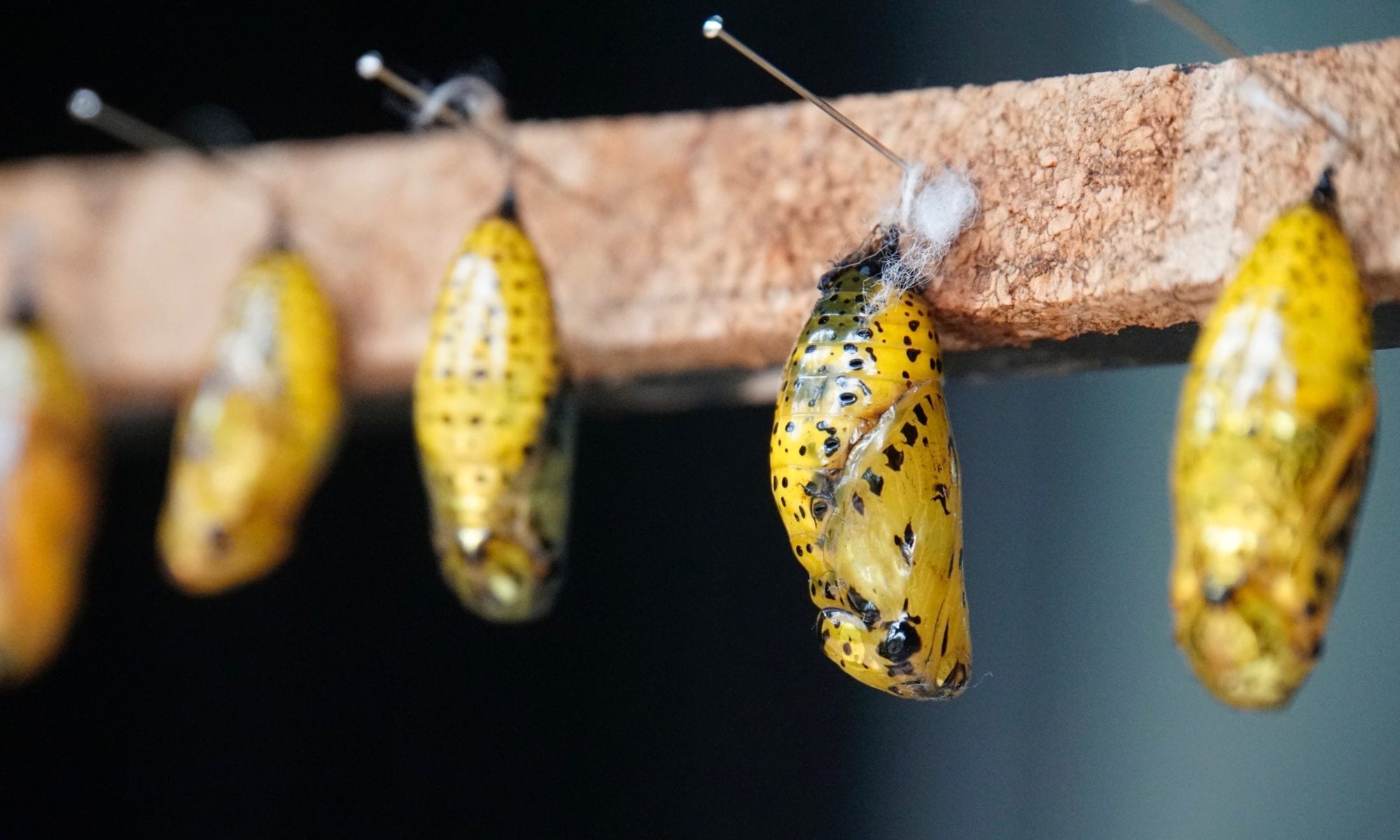 Art of Advocacy: When It is Time To Cocoon