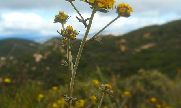 SUICIDE Prevention Day: It was Hard Before Coronavirus